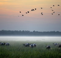 Bamurru Plains - Hotel Accommodation