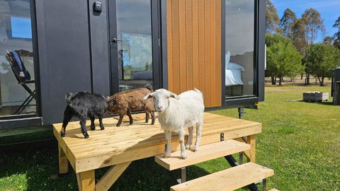 Roccos Retreat By Tiny Away - Hotel Accommodation 2