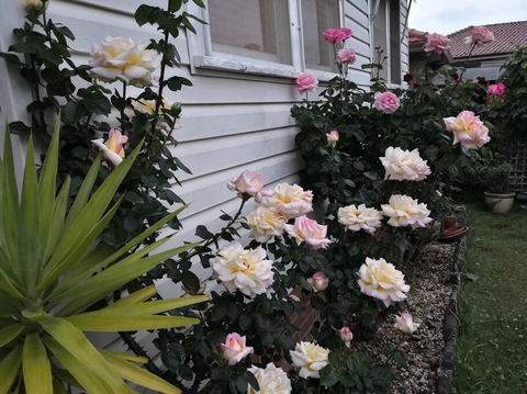 Roomy Rosegarden Flat In Roselands - Hotel Accommodation 3