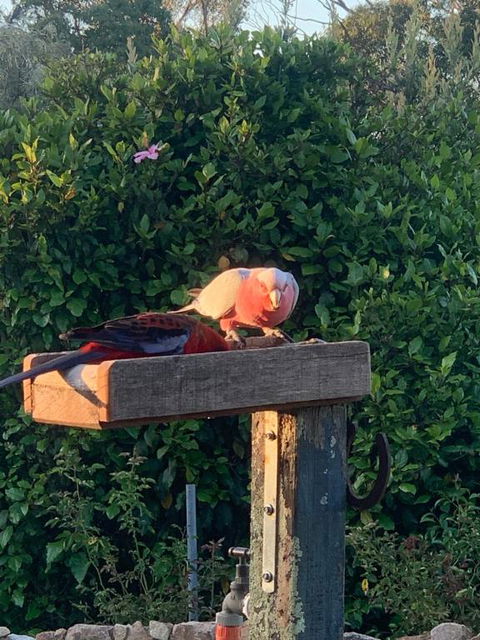 Rose Cottage - Hotel Accommodation 1