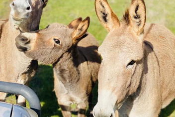 Sandalwood Downs Fabulous Farm Stay TOODYAY with Hotel Accommodation