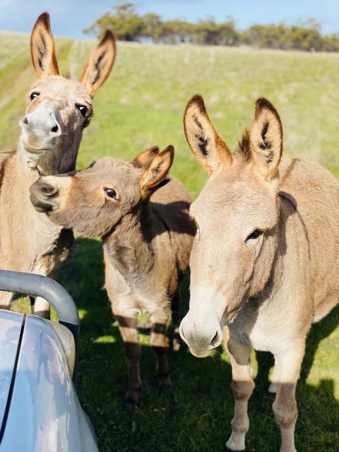 Sandalwood Downs Fabulous Farm Stay TOODYAY - Hotel Accommodation 0