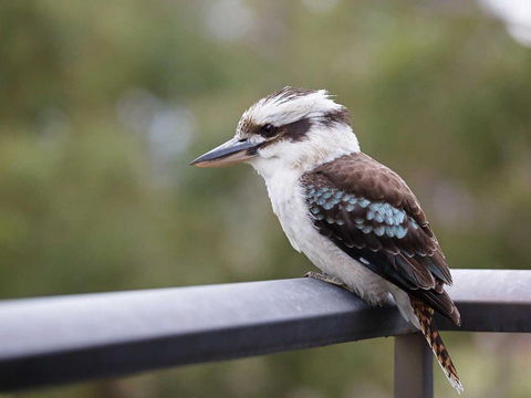 Shoreline 11 Cosy Unit Within Walking Distance To The Water - Hotel Accommodation 3