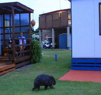 BIG4 Kelso Sands Holiday  Native Wildlife Park - Hotel Accommodation