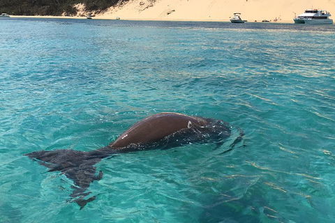 Cruise In Moreton Bay Marine Park And Moreton Island - Hotel Accommodation 2