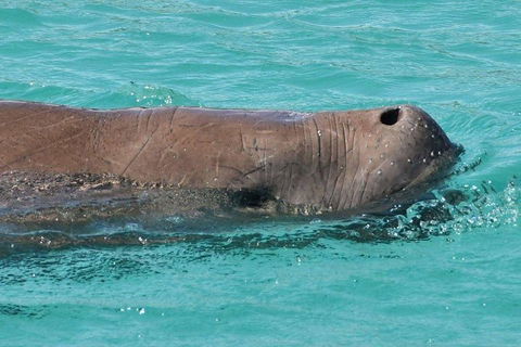 Cruise In Moreton Bay Marine Park And Moreton Island - Hotel Accommodation 3