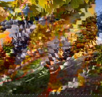 Full Day Tamar Valley Wine Tour - Hotel Accommodation