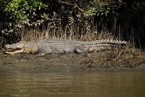 5-Day Best Of Cairns With Daintree, Kuranda, And Great Barrier Reef - Hotel Accommodation 5
