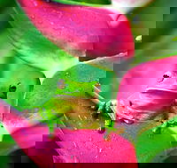 3-Day Best of Cairns Combo The Daintree Rainforest Great Barrier Reef and Kuranda - Hotel Accommodation