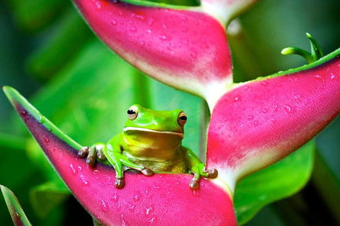 Cape Tribulation, Mossman Gorge, And Daintree Rainforest Premium Day Tour - Hotel Accommodation 0