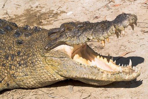 Cape Tribulation, Mossman Gorge, And Daintree Rainforest Premium Day Tour - Hotel Accommodation 1