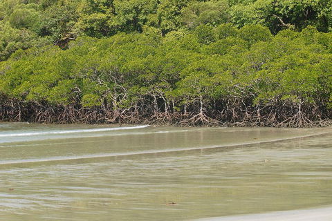 Cape Tribulation, Mossman Gorge, And Daintree Rainforest Premium Day Tour - Hotel Accommodation 4