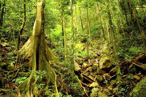 Barron Gorge And Kuranda National Park Half Day Rainforest And Waterfall 4WD Tour From Cairns - Hotel Accommodation 4