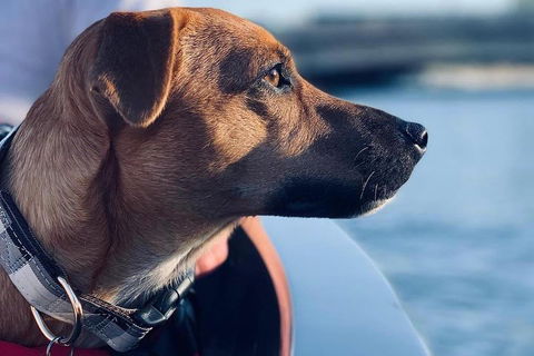 1.5-Hour Boat Rental In Melbourne - Hotel Accommodation 0