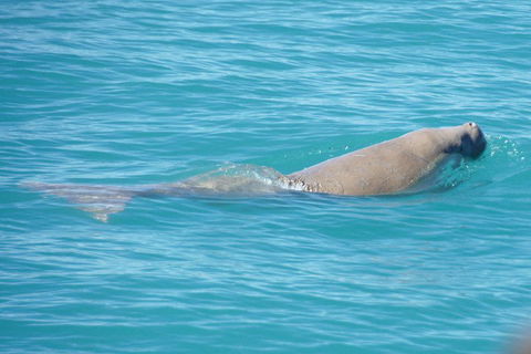 Snubfin Dolphin Eco Cruise From Broome - Hotel Accommodation 0
