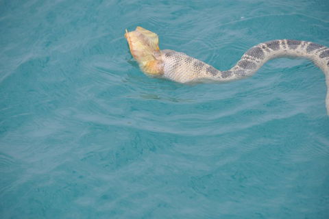 Snubfin Dolphin Eco Cruise From Broome - Hotel Accommodation 2