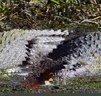 Full Day Tour in the Daintree - Hotel Accommodation