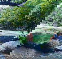 Afternoon Half-Day Daintree Rainforest and River Tour - Hotel Accommodation