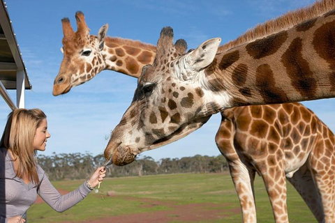 Melbourne City Card (2 Days): Visit Unlimited Attractions! - Hotel Accommodation 1