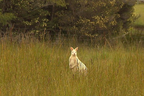 Bruny Island Day Trip From Hobart - Hotel Accommodation 5