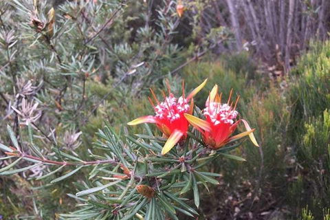 Private Blue Mountains Tour With Kangaroo And Koala Experience - Hotel Accommodation 4