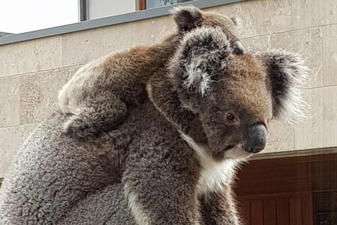 Adelaide Shore Excursion: Adelaide City Tour By Private Limo - Hotel Accommodation 4