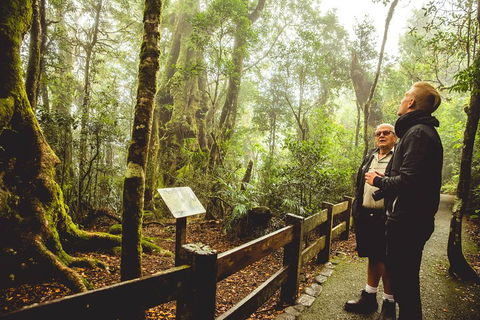 Full-day Springbrook National Park Tour From The Gold Coast - Hotel Accommodation 1
