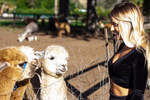 O'Reilly's & Lamington National Park Incl. Alpaca Farm + Vineyard - Hotel Accommodation 3