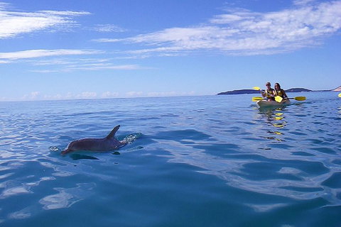 Kayak With Dolphins And 4WD Great Beach Drive Day Trip From Noosa - Hotel Accommodation 2