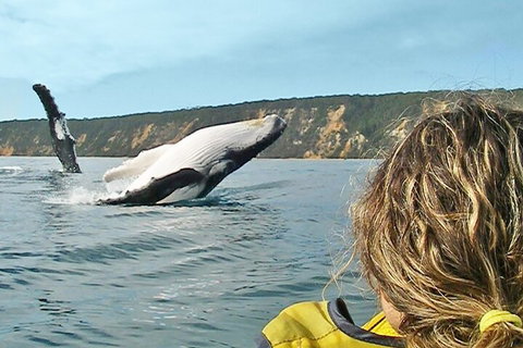 Kayak With Dolphins And 4WD Great Beach Drive Day Trip From Noosa - Hotel Accommodation 3