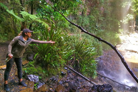Rainforest & Waterfalls Extravaganza - Hotel Accommodation 4
