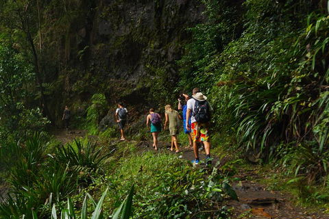 Glow Worms Private Tour - Nocturnal Rainforest Walk - Hotel Accommodation 1