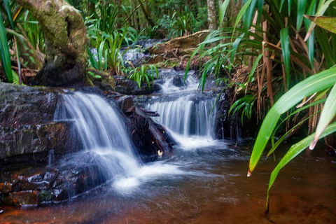 Glow Worms Private Tour - Nocturnal Rainforest Walk - Hotel Accommodation 5