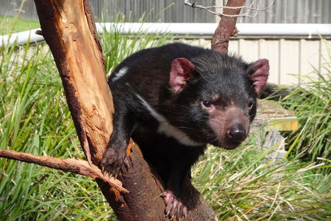 Tasmania 6 Day 'Tour In Circle' - Hotel Accommodation 1