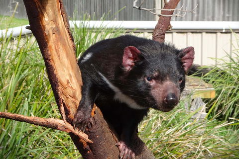 Tasmania 4 Day East Coast + Launceston - Hotel Accommodation 2