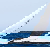 2-Hour Guided Whale Watching Tour at Noosa - Hotel Accommodation