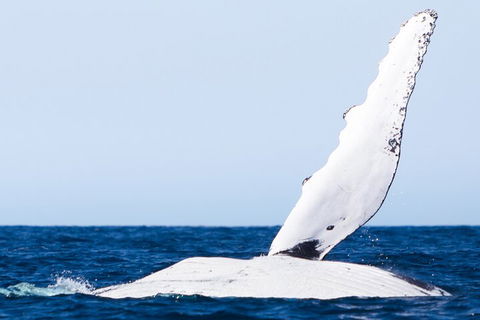 2-Hour Guided Whale Watching Tour At Noosa - Hotel Accommodation 0