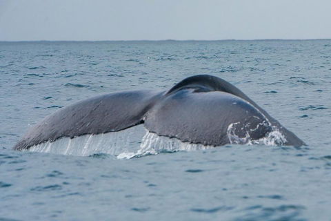 2-Hour Guided Whale Watching Tour At Noosa - Hotel Accommodation 1