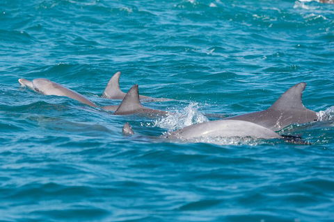 2-Hour Guided Whale Watching Tour At Noosa - Hotel Accommodation 2