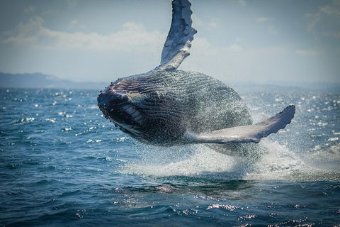 2-Hour Guided Whale Watching Tour At Noosa - Hotel Accommodation 3