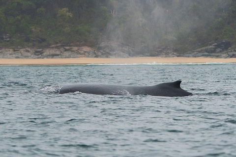 2-Hour Guided Whale Watching Tour At Noosa - Hotel Accommodation 5