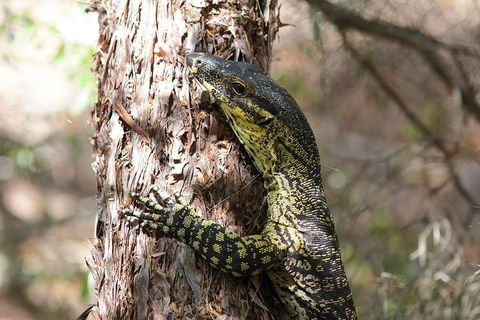 Byron Bay Hinterland Tour Including Rainforest Walk To Minyon Falls - Hotel Accommodation 1