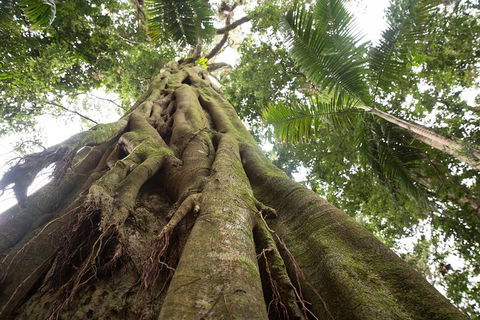 Byron Bay Hinterland Tour Including Rainforest Walk To Minyon Falls - Hotel Accommodation 2