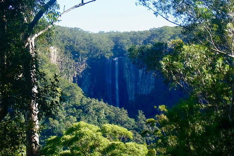 Byron Bay Hinterland Tour Including Rainforest Walk To Minyon Falls - Hotel Accommodation 4
