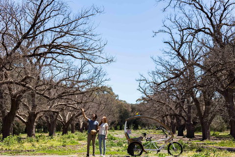 Adelaide 90-Minute Pedicab Tour: Scenic Green & River Experience - Hotel Accommodation 1