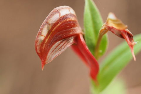 Wave Rock, Wild Flowers And Astro Photography - Hotel Accommodation 2