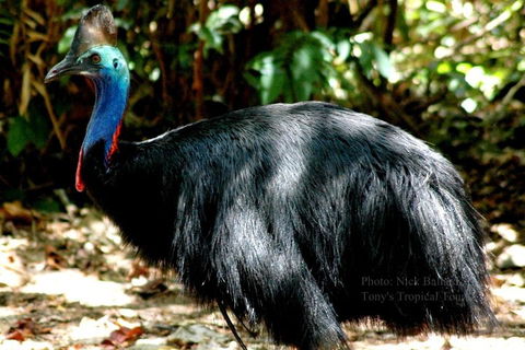 Daintree Rainforest, Cape Tribulation, Mossman Gorge Small-Group Day Tour - Hotel Accommodation 3