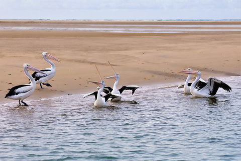 Town Of 1770 Afternoon Cruise - Hotel Accommodation 4