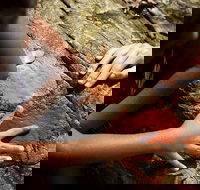 Ngana Julaymba Dungay - Full Day - Hotel Accommodation