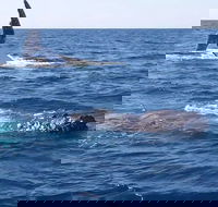 Noosa Whale Watching - Hotel Accommodation